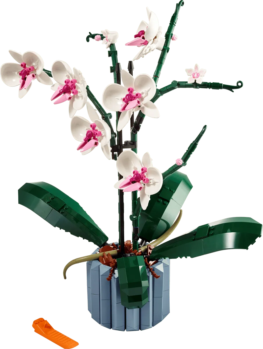 Orchid (10311)