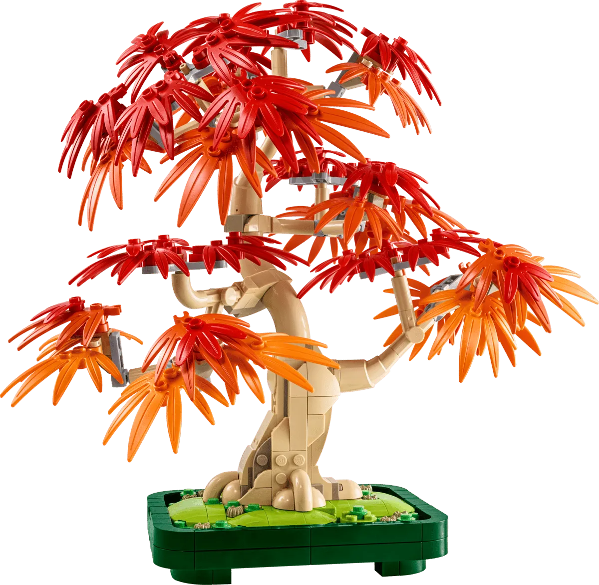 Japanese Red Maple Bonsai Tree (10348)