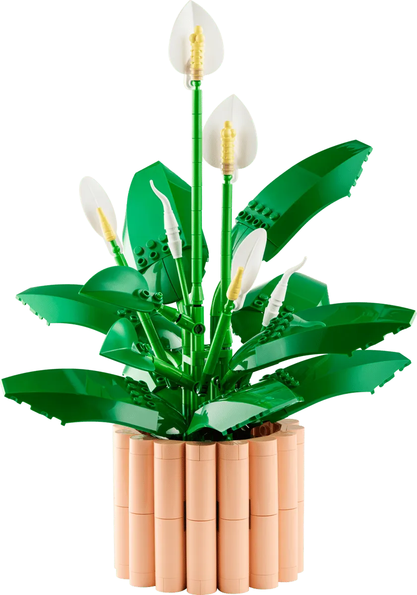 Peace Lily (11504)