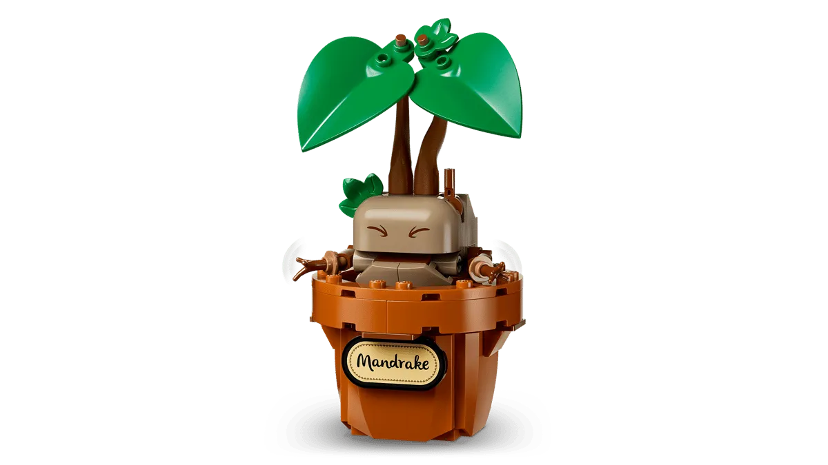 Mandrake close-up.