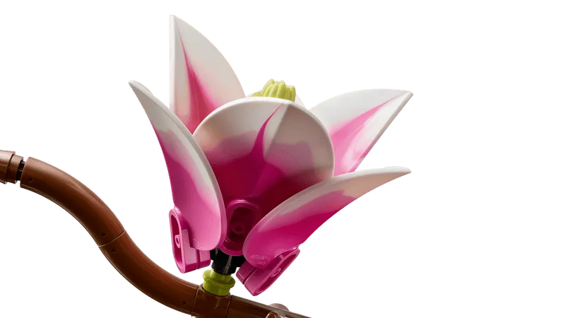 Magnolia flower close-up.