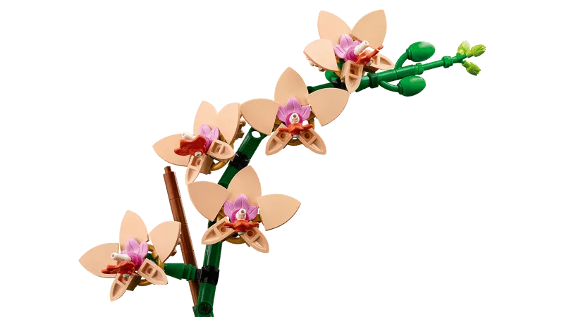 Orchid flower close-up.